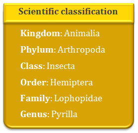 Kingdom, animalia, phylum, Arthropoda, class, Insecta, Hemiptera, order, family, lophopidae, genus, pyrilla perpusilla